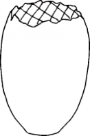 Diagram of Coffee Bean