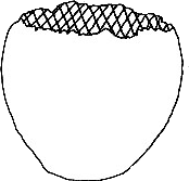 Diagram of Elephant Egg