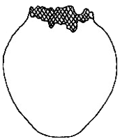 Diagram of Vase
