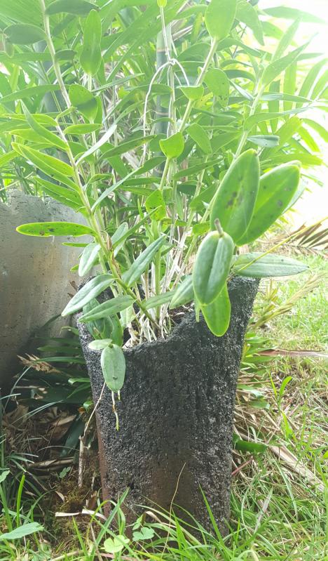 Image of Floral Vase